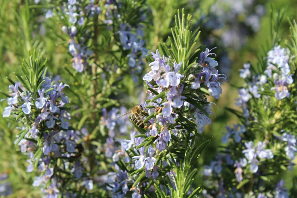 Rosemary herb baggie