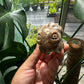 Bulbasaur Chocolate Calcite
