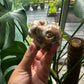 Bulbasaur Chocolate Calcite