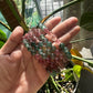 Watermelon quartz bracelet 8mm