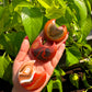 Carnliean Moon Agate Carving Crystals