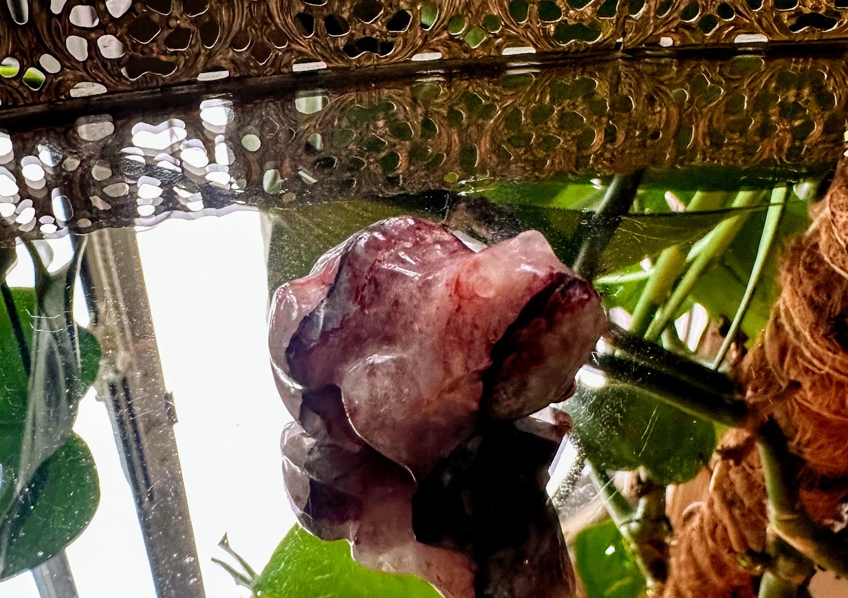 Red Quartz Frog Animal Carving