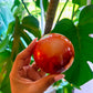 Carnelian Sphere