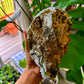 Amethyst Large Geodes