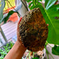 Amethyst Large Geodes
