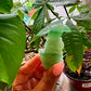 Green Aventurine Crow Carving