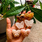 Butterfly Crystal Carving