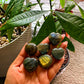 Labradorite Crystal Mini Heart