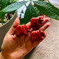 Bear Crystal Carvings -Standing on all fours