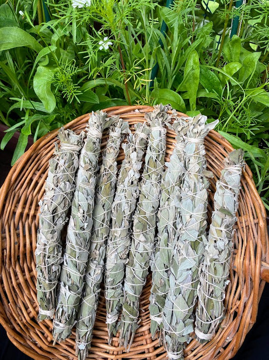 Texas Sage Herb Bundle