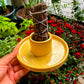 Herb Bundle Ceramic Holder Yellow