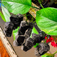 Black Tourmaline Cluster