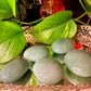 Green Aventurine Palmstone