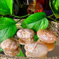 Flower Agate Palmstones