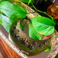 Gold Moon Incense Holder