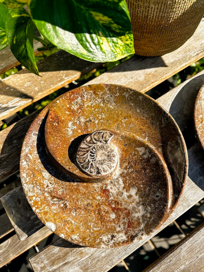 Ammonite Fossil bowls