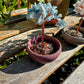 Tree of life Trees with Ceramic Bowls