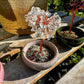 Tree of life Trees with Ceramic Bowls