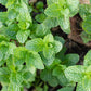 Spearmint herb baggie